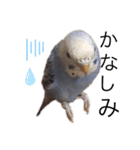 いんこのぴっぴ（個別スタンプ：9）