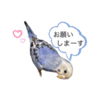 いんこのぴっぴ（個別スタンプ：11）