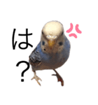 いんこのぴっぴ（個別スタンプ：12）