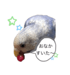 いんこのぴっぴ（個別スタンプ：18）