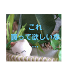 日向ぼっこネコ（個別スタンプ：1）