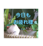 日向ぼっこネコ（個別スタンプ：3）