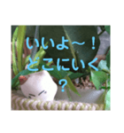 日向ぼっこネコ（個別スタンプ：4）