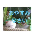 日向ぼっこネコ（個別スタンプ：7）