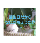 日向ぼっこネコ（個別スタンプ：8）