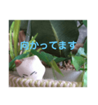 日向ぼっこネコ（個別スタンプ：10）