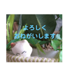 日向ぼっこネコ（個別スタンプ：11）