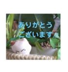 日向ぼっこネコ（個別スタンプ：12）