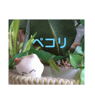 日向ぼっこネコ（個別スタンプ：13）