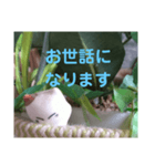 日向ぼっこネコ（個別スタンプ：14）