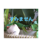 日向ぼっこネコ（個別スタンプ：15）
