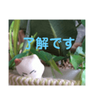日向ぼっこネコ（個別スタンプ：16）