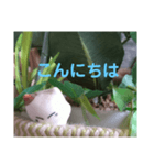 日向ぼっこネコ（個別スタンプ：17）