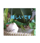 日向ぼっこネコ（個別スタンプ：18）