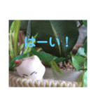日向ぼっこネコ（個別スタンプ：21）