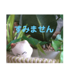 日向ぼっこネコ（個別スタンプ：24）