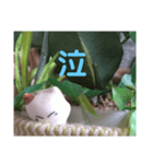 日向ぼっこネコ（個別スタンプ：27）