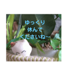 日向ぼっこネコ（個別スタンプ：29）