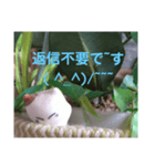 日向ぼっこネコ（個別スタンプ：31）