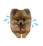 ポメラニアンのイクラちゃんスタンプ（個別スタンプ：2）