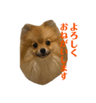 ポメラニアンのイクラちゃんスタンプ（個別スタンプ：3）