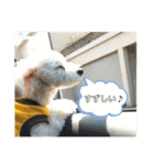 もこりんかわいい（個別スタンプ：1）