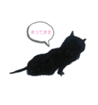 黒猫のひじきとわかめ（個別スタンプ：2）