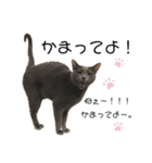 こばねこファミリー日常編（個別スタンプ：8）