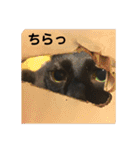 こばねこファミリー日常編（個別スタンプ：29）