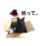 こばねこファミリー日常編（個別スタンプ：39）