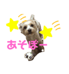 トイプードル×マルチーズ＝マルプー（個別スタンプ：5）