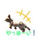 トイプードル×マルチーズ＝マルプー（個別スタンプ：13）