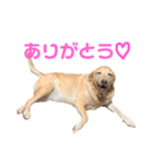 ラブラドール レトリバーのスタンプ（個別スタンプ：2）