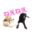 ラブラドール レトリバーのスタンプ（個別スタンプ：4）