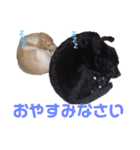 ラブラドール レトリバーのスタンプ（個別スタンプ：5）