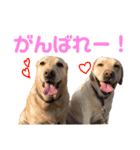 ラブラドール レトリバーのスタンプ（個別スタンプ：9）
