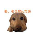 ラブラドール レトリバーのスタンプ（個別スタンプ：20）