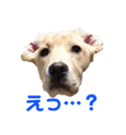 ラブラドール レトリバーのスタンプ（個別スタンプ：22）