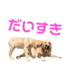 ラブラドール レトリバーのスタンプ（個別スタンプ：31）