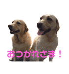 ラブラドール レトリバーのスタンプ（個別スタンプ：34）