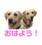 ラブラドール レトリバーのスタンプ（個別スタンプ：35）