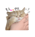 ヨヨ（part..1)（個別スタンプ：1）