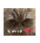 ヨヨ（part..1)（個別スタンプ：2）