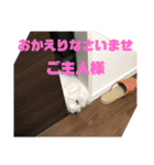 マルチーズ ぷっぷのスタンプ（個別スタンプ：16）