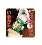マルチーズ ぷっぷのスタンプ（個別スタンプ：19）