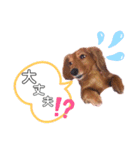 ♡ミニチュアダックス《りん》のスタンプ♡（個別スタンプ：2）
