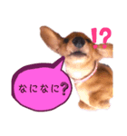 ♡ミニチュアダックス《りん》のスタンプ♡（個別スタンプ：4）