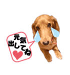 ♡ミニチュアダックス《りん》のスタンプ♡（個別スタンプ：6）