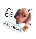 ♡ミニチュアダックス《りん》のスタンプ♡（個別スタンプ：9）