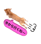 ♡ミニチュアダックス《りん》のスタンプ♡（個別スタンプ：13）